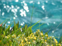 /album/annamartino/torrefiore-jpg/